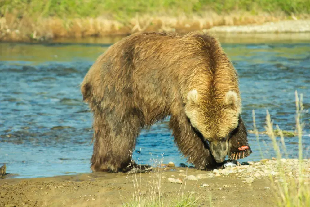 Kenai fishing guide trip photo 21