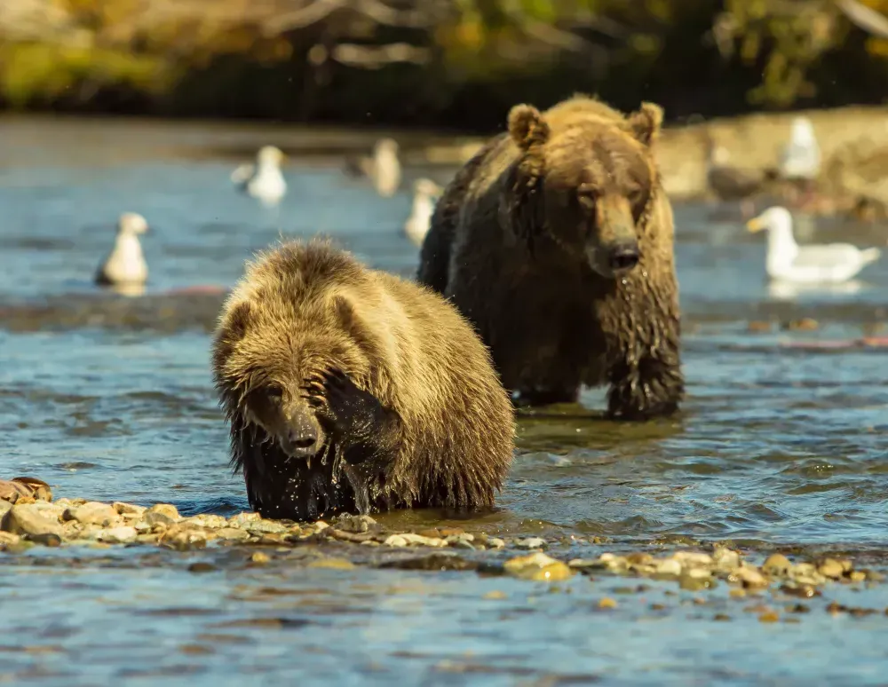 Kenai fishing guide trip photo 21