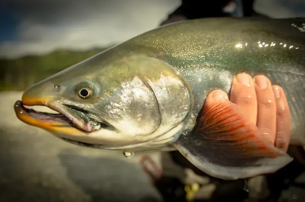 Kenai fishing guide trip photo 27