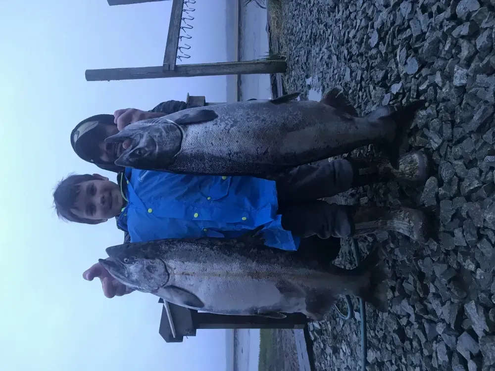King Salmon Running Strong on the Kasilof
