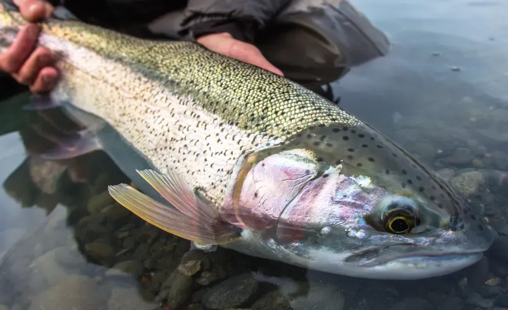 Kenai fishing guide trip photo 5