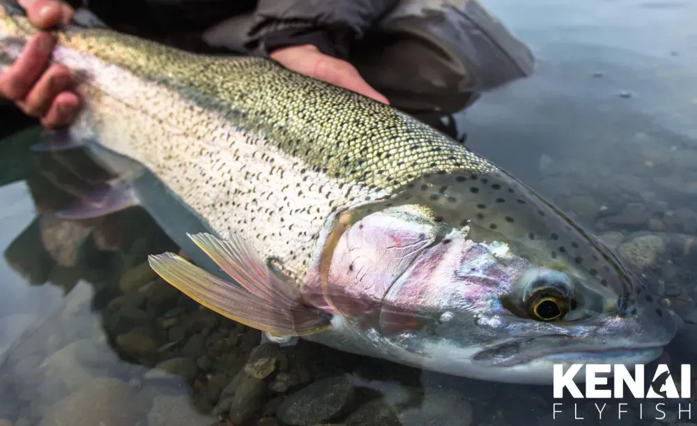 Kenai fishing guide trip photo 10