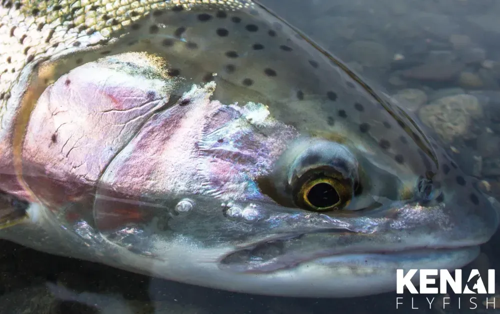 Kenai fishing guide trip photo 7