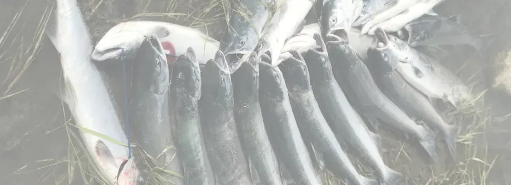 Kenai fishing guide trip photo 6