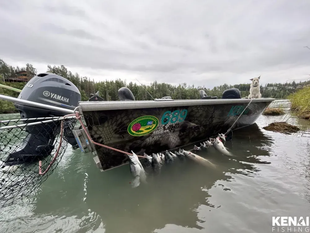 2026 Kenai River Salmon Run Timing Chart