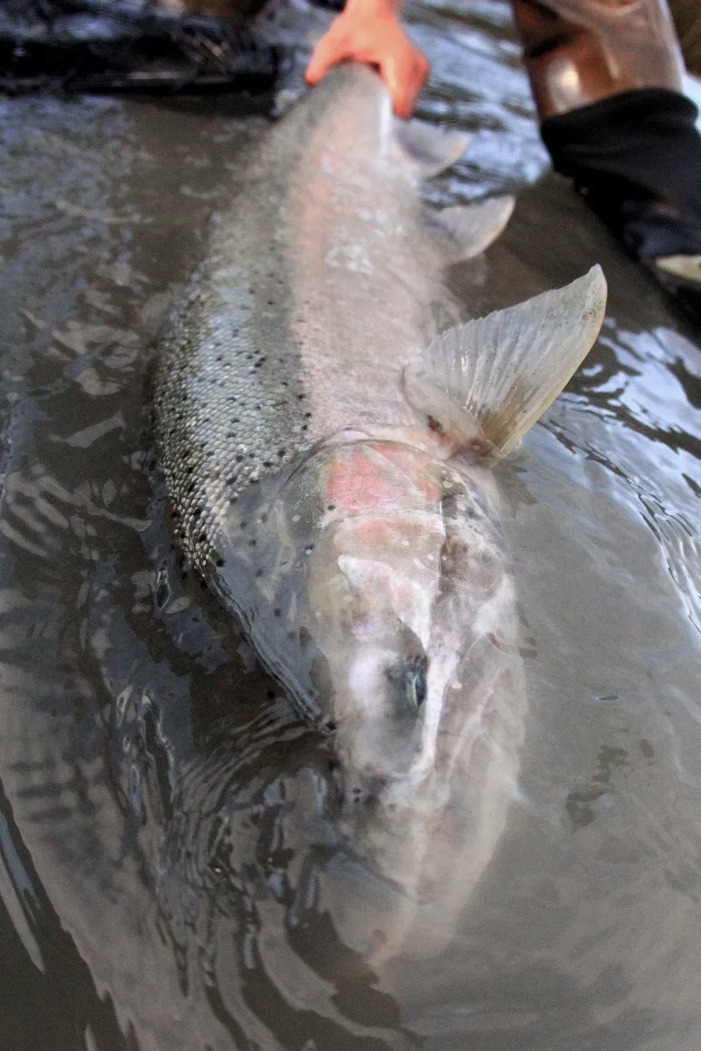 Kenai fishing packages overview