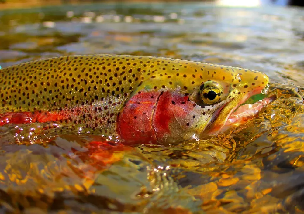 Soldotna Alaska Fishing Destination Guide